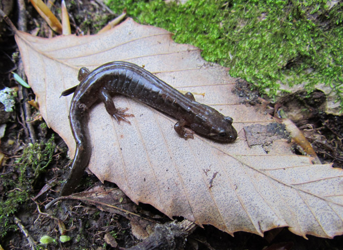 Dusky Salamander